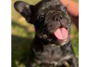 French Bulldog Puppy for sale in Hibbing, MN, USA