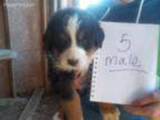Bernese Mountain Dog Puppy for sale in Niangua, MO, USA