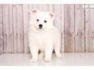 American Eskimo Dog Puppy for sale in Columbus, OH, USA