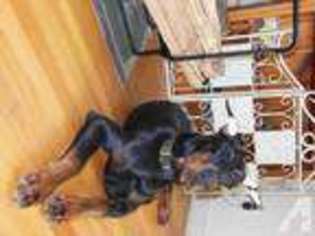 Doberman Pinscher Puppy for sale in OXFORD, MA, USA