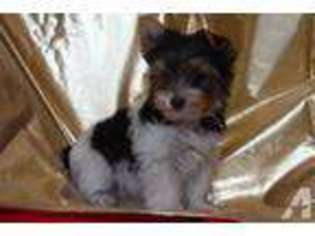 Yorkshire Terrier Puppy for sale in HASTINGS, NE, USA
