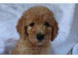 Labradoodle Puppy for sale in Dawsonville, GA, USA