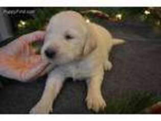 Golden Retriever Puppy for sale in Somerville, TN, USA