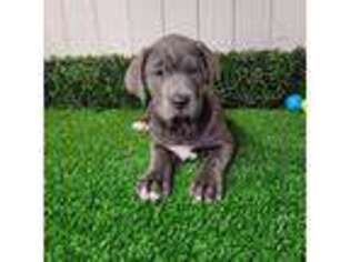 Medium Photo #1 Cane Corso Puppy For Sale in Syracuse, IN, USA