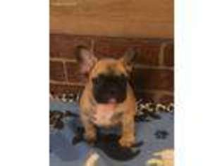 French Bulldog Puppy for sale in Eastern, KY, USA