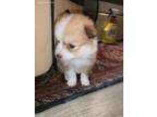 Pomeranian Puppy for sale in Pepperell, MA, USA