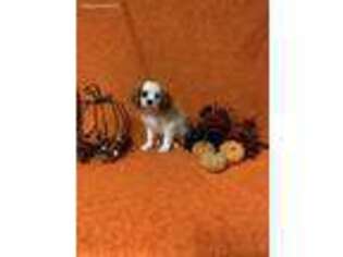 English Toy Spaniel Puppy for sale in Raphine, VA, USA
