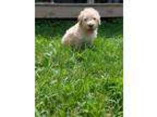 Labradoodle Puppy for sale in Hope, IN, USA