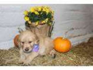 Golden Retriever Puppy for sale in Imlay City, MI, USA