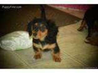 Dachshund Puppy for sale in Mountain Grove, MO, USA