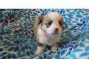 Pembroke Welsh Corgi Puppy for sale in Ennis, MT, USA