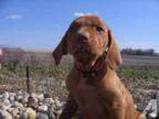 Vizsla Puppy for sale in HULL, IA, USA