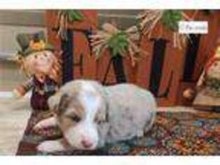 Miniature Australian Shepherd Puppy for sale in Joplin, MO, USA