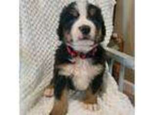 Bernese Mountain Dog Puppy for sale in Gretna, LA, USA