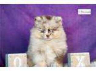 Pomeranian Puppy for sale in Fort Wayne, IN, USA