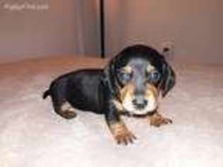 Dachshund Puppy for sale in Richmond, VA, USA