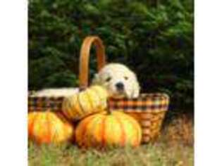 Golden Retriever Puppy for sale in Tomahawk, WI, USA