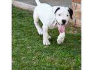 Dogo Argentino Puppy for sale in Oklahoma City, OK, USA