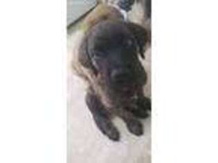 Mastiff Puppy for sale in Parachute, CO, USA