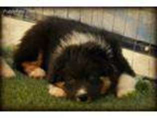 Australian Shepherd Puppy for sale in Prescott Valley, AZ, USA