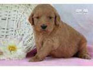 Goldendoodle Puppy for sale in Lexington, KY, USA