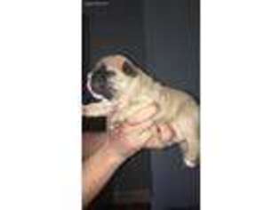 French Bulldog Puppy for sale in Brodnax, VA, USA
