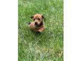 Dachshund Puppy for sale in Ruther Glen, VA, USA