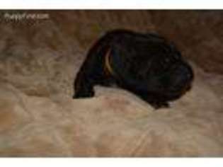 Great Dane Puppy for sale in Crawfordville, FL, USA