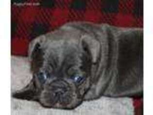 French Bulldog Puppy for sale in Bloomington, IN, USA