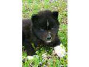Siberian Husky Puppy for sale in Rainsville, AL, USA
