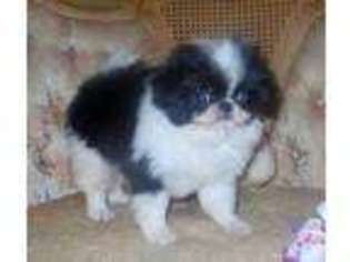 Cane Corso Puppy for sale in JESUP, GA, USA