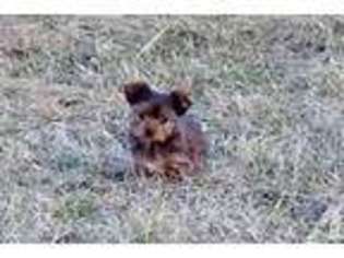 Yorkshire Terrier Puppy for sale in JANESVILLE, MN, USA