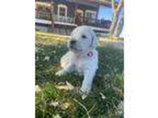 Mutt Puppy for sale in Williams, AZ, USA