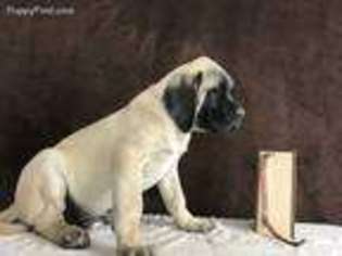 Mastiff Puppy for sale in Pomeroy, OH, USA