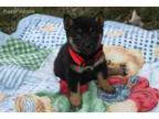 Shiba Inu Puppy for sale in Liberty, KY, USA