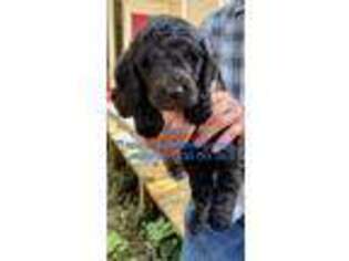 Goldendoodle Puppy for sale in Pinehurst, TX, USA