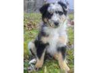 Australian Shepherd Puppy for sale in Graham, NC, USA