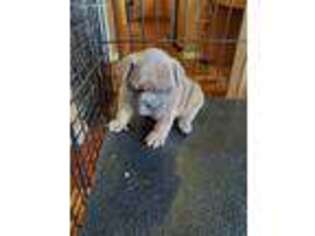 French Bulldog Puppy for sale in Vandalia, MO, USA