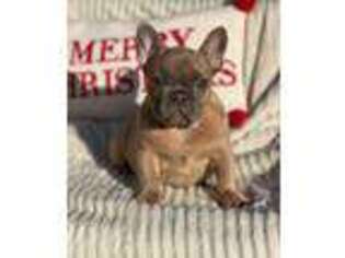French Bulldog Puppy for sale in Gilroy, CA, USA