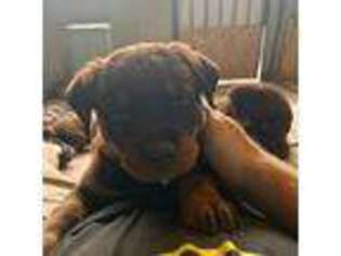 Rottweiler Puppy for sale in Washington, IN, USA