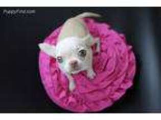 Chihuahua Puppy for sale in Corona, CA, USA