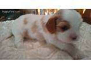 Cavalier King Charles Spaniel Puppy for sale in Orland, IN, USA
