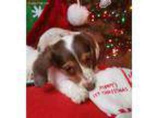 Dachshund Puppy for sale in Herald, CA, USA