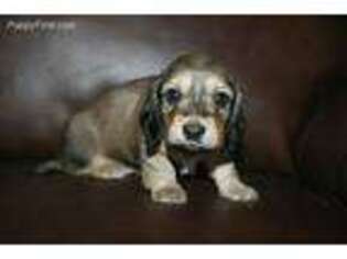 Dachshund Puppy for sale in Fremont, IN, USA