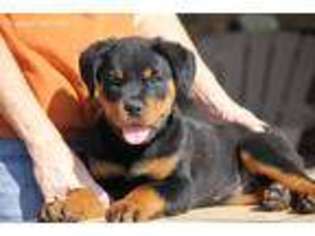 Rottweiler Puppy for sale in Reeds Spring, MO, USA