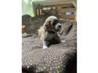 Mutt Puppy for sale in Montague, MI, USA