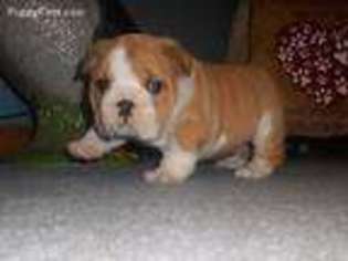 Bulldog Puppy for sale in Deputy, IN, USA