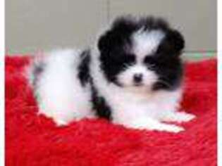 Pomeranian Puppy for sale in San Luis Obispo, CA, USA