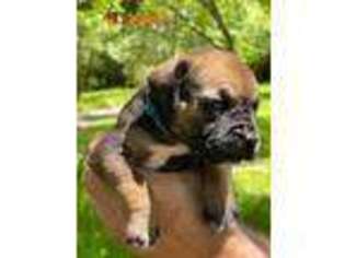 Boerboel Puppy for sale in Huntington, TX, USA