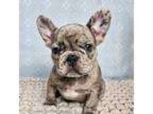 French Bulldog Puppy for sale in Frankfort, KS, USA